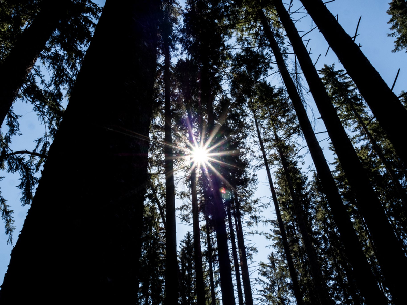 Wald bei blauem Himmel und Sonnenschein - Foto: Andreas Drouve/dpa-tmn