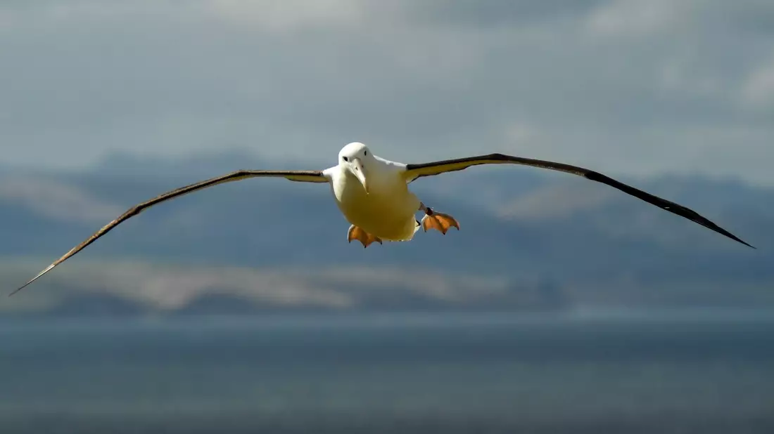 Auf den Heard- und McDonaldinseln leben viele Albatrosse. (Symbolbild) - Bild: Guo Lei/XinHua/dpa