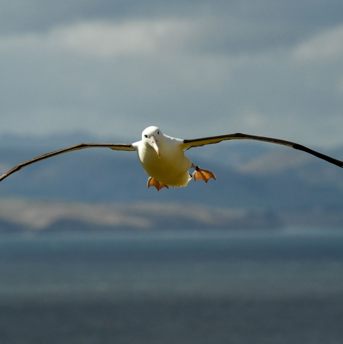Auf den Heard- und McDonaldinseln leben viele Albatrosse. (Symbolbild) - Foto: Guo Lei/XinHua/dpa