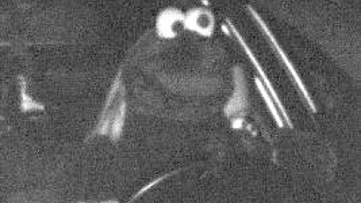 POL-DO: Maskerade aus der Muppetshow: Vermeintlich witzig - im Straßenverkehr vor allem gefährlich - Foto: presseportal.de