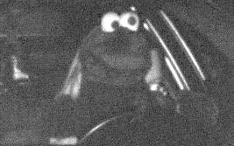 POL-DO: Maskerade aus der Muppetshow: Vermeintlich witzig - im Straßenverkehr vor allem gefährlich - Foto: presseportal.de