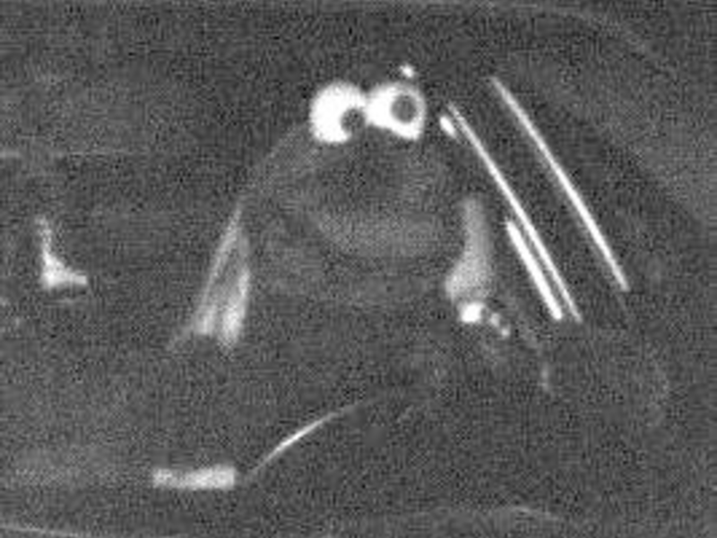 POL-DO: Maskerade aus der Muppetshow: Vermeintlich witzig - im Straßenverkehr vor allem gefährlich - Foto: presseportal.de