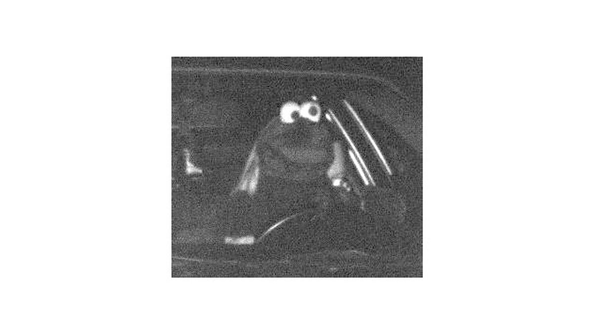 Lustiges Blitzerfoto: Ein Autofahrer war im Kostüm wie aus der Muppetshow zu schnell unterwegs. - Foto: Polizei Dortmund