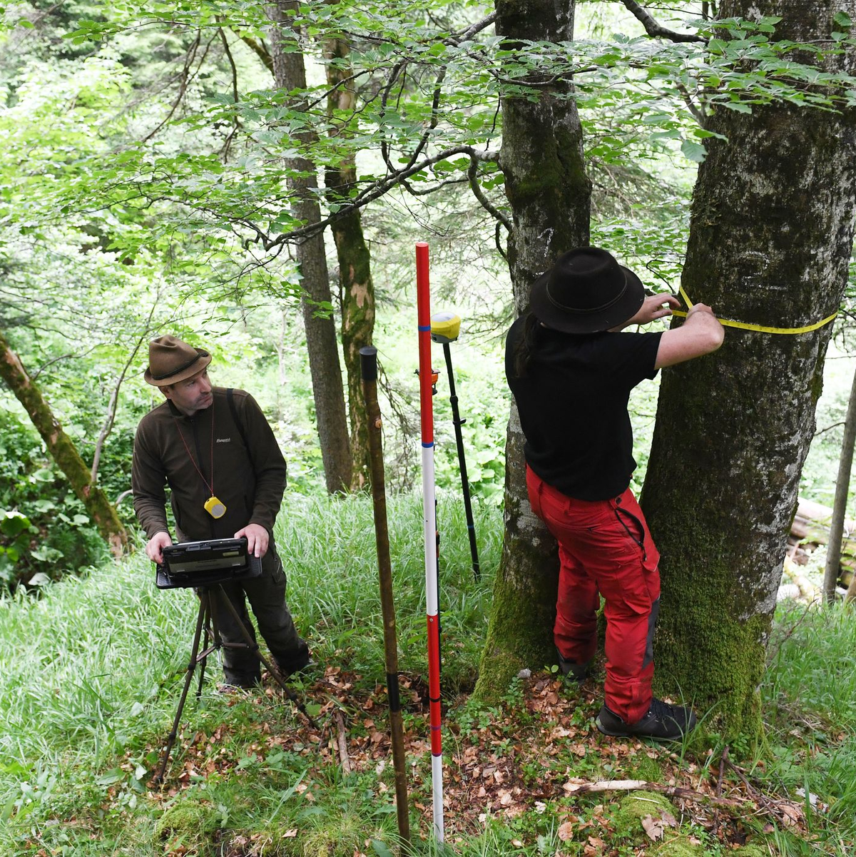 Für den Bericht wird eine Stichprobe des Waldes untersucht. - Foto: Angelika Warmuth/dpa