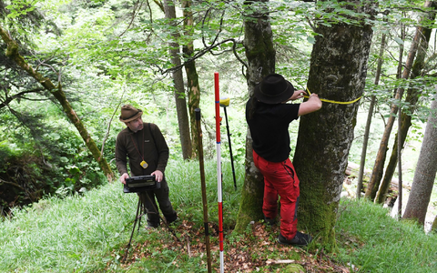 Für den Bericht wird eine Stichprobe des Waldes untersucht. - Foto: Angelika Warmuth/dpa