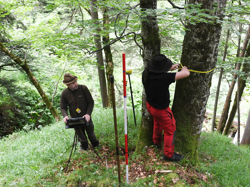 Für den Bericht wird eine Stichprobe des Waldes untersucht. - Foto: Angelika Warmuth/dpa