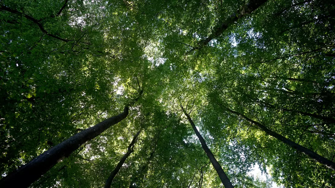 Der Wald sei mittlerweile zu einer Kohlenstoffquelle geworden, sagt Bundeslandwirtschaftsminister Cem Özdemir. - Bild: Marcus Brandt/dpa