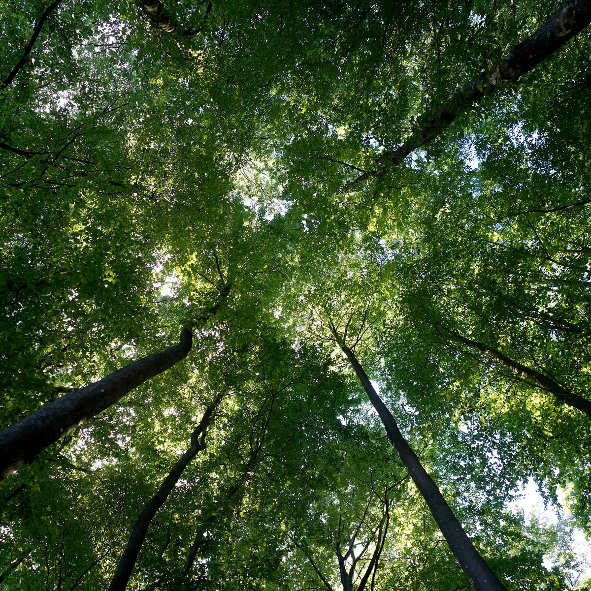 Der Wald sei mittlerweile zu einer Kohlenstoffquelle geworden, sagt Bundeslandwirtschaftsminister Cem Özdemir. - Foto: Marcus Brandt/dpa