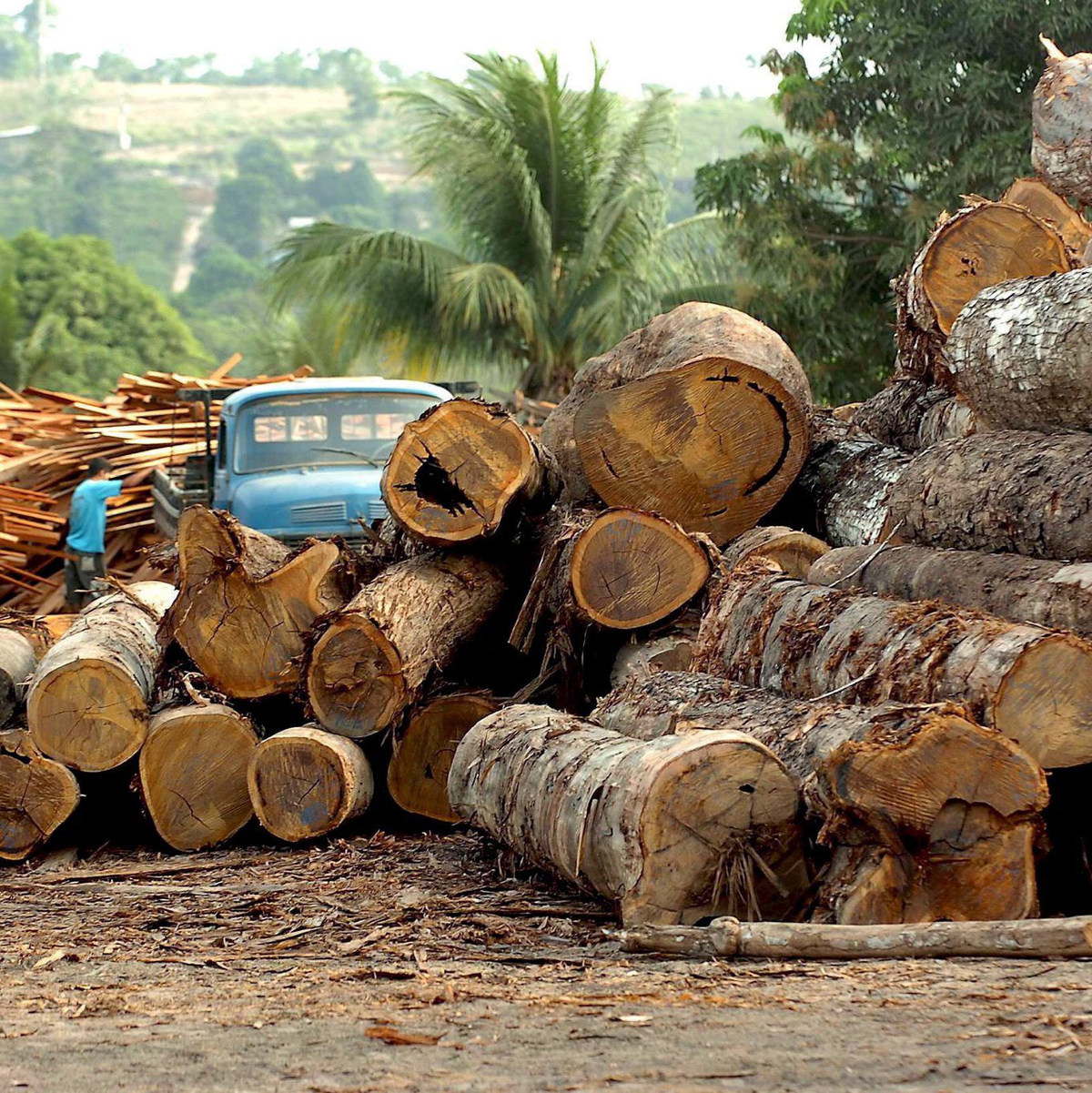 Der Regenwald wird weiter zerstört. - Foto: epa efe Marcelo Sayao/EFE/dpa