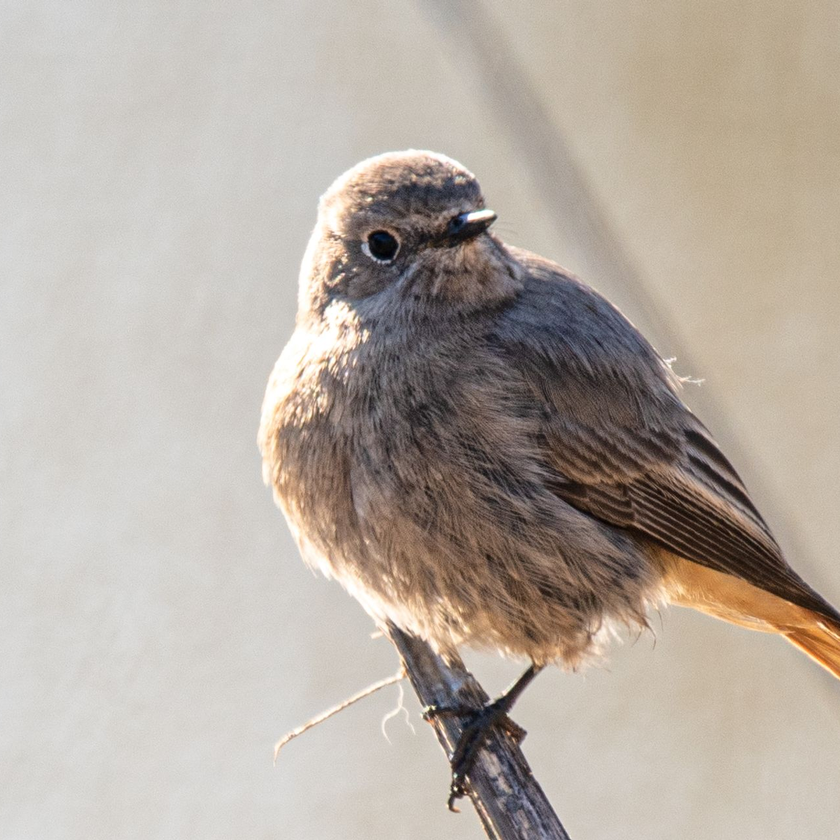 Der Hausrotschwanz bedient sich gern an Fettbestandteilen in Futtermischungen.  (Archivbild)  - Foto: Peter Zschunke/dpa-Zentralbild/dpa