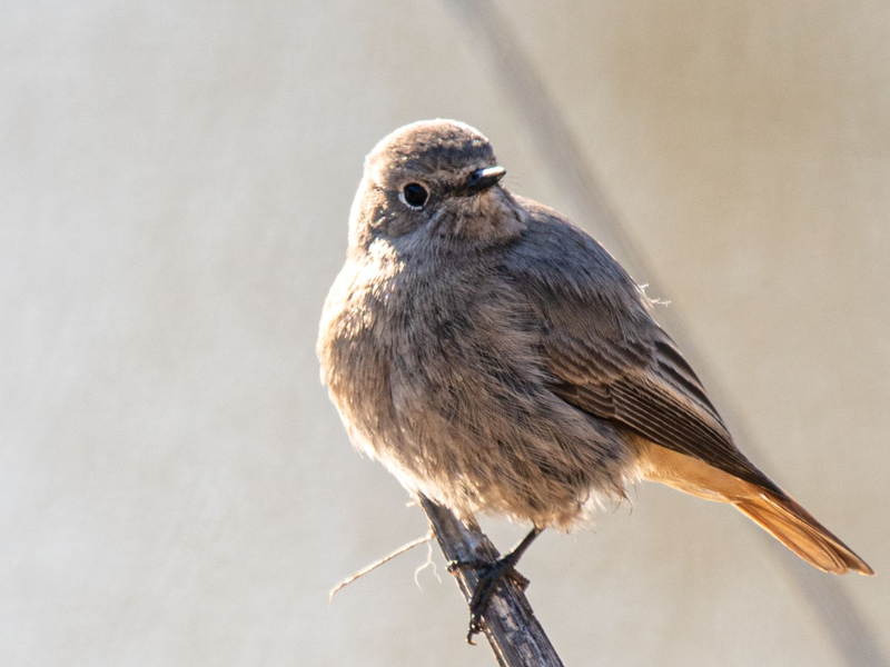 Der Hausrotschwanz bedient sich gern an Fettbestandteilen in Futtermischungen.  (Archivbild)  - Foto: Peter Zschunke/dpa-Zentralbild/dpa