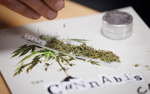 Seit 1. Juli können Erwachsene in nicht-kommerziellen «Anbauvereinigungen» Cannabis gemeinsam anbauen und untereinander zum Eigenkonsum abgeben. Zuvor müssen sie allerdings eine Erlaubnis beantragen. - Foto: Friso Gentsch/dpa