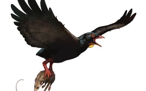 So ungefähr könnte einer der neu beschriebenen frühen Raubvögel ausgesehen haben. - Foto: Ville Sinkkonen/dpa