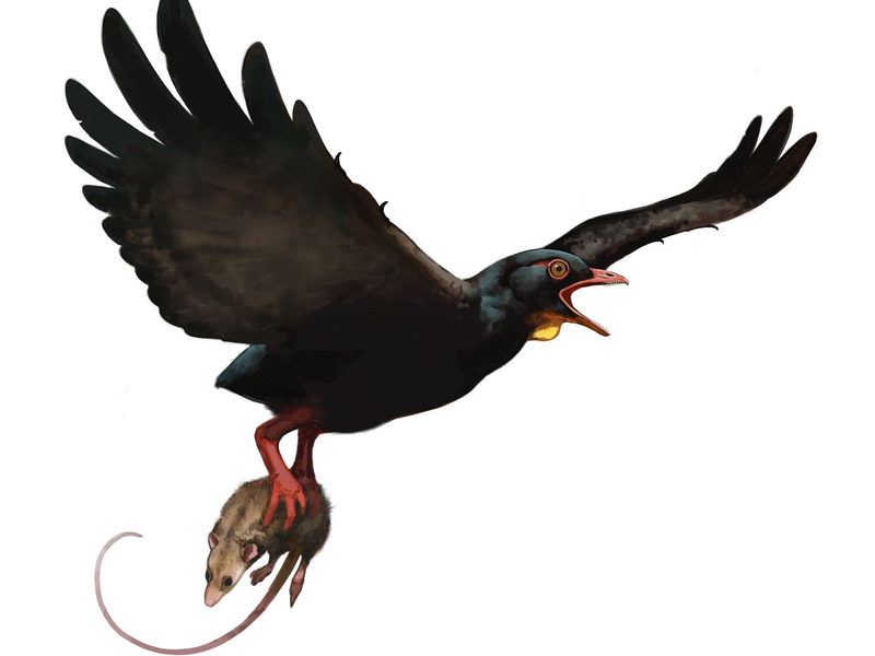 So ungefähr könnte einer der neu beschriebenen frühen Raubvögel ausgesehen haben. - Foto: Ville Sinkkonen/dpa