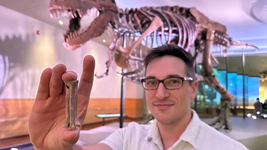 Der Wissenschaftler Alex Clark zeigt den fossilen Fußknochen von Avisaurus darwini. - Bild: Kate Golembiewski/dpa