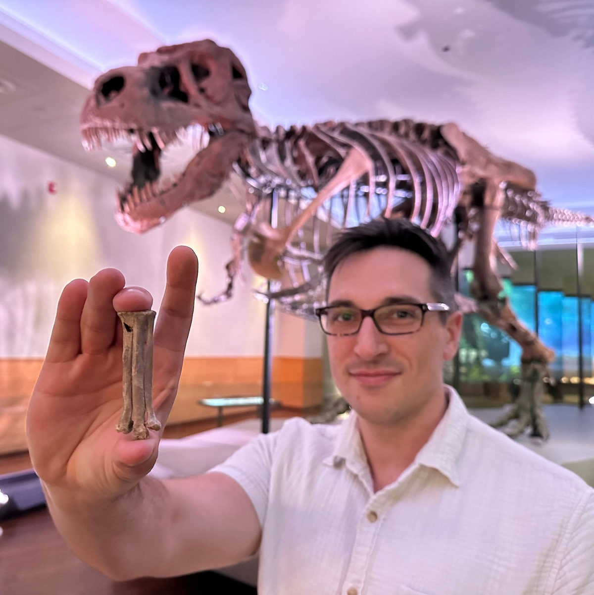 Der Wissenschaftler Alex Clark zeigt den fossilen Fußknochen von Avisaurus darwini. - Foto: Kate Golembiewski/dpa