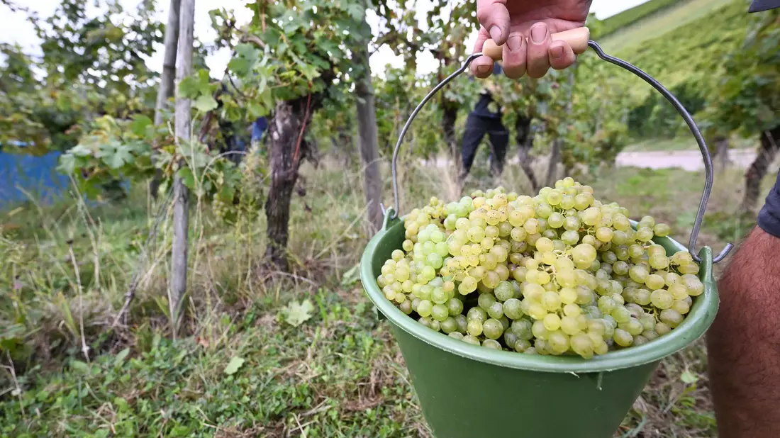 Die Weinernte 2024 fällt voraussichtlich fast fünf Prozent geringer aus als im Vorjahr. (Archivbild) - Bild: Bernd Weißbrod/dpa