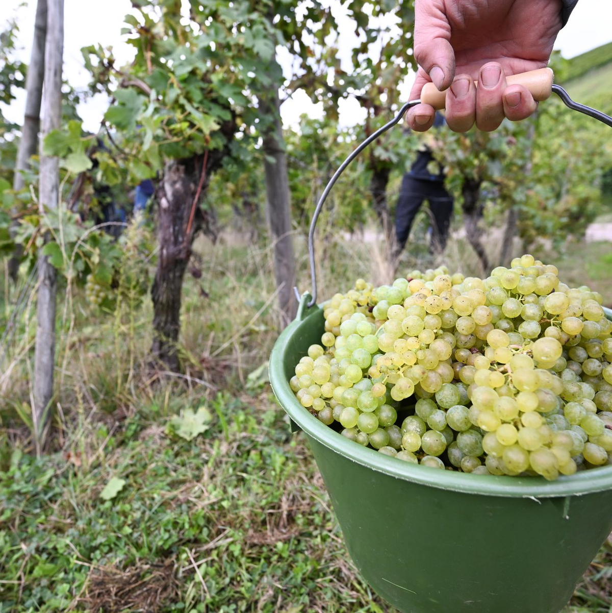 Die Weinernte 2024 fällt voraussichtlich fast fünf Prozent geringer aus als im Vorjahr. (Archivbild) - Foto: Bernd Weißbrod/dpa