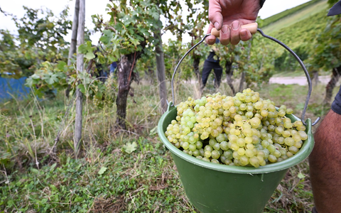 Die Weinernte 2024 fällt voraussichtlich fast fünf Prozent geringer aus als im Vorjahr. (Archivbild) - Foto: Bernd Weißbrod/dpa