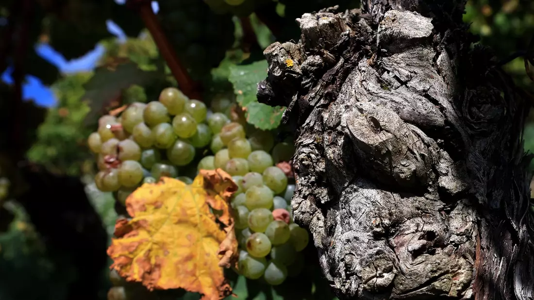 Extreme Wetterlagen wirken sich auf die Weinlese für den Jahrgang 2024 aus. (Archivbild) - Bild: Karl-Josef Hildenbrand/dpa