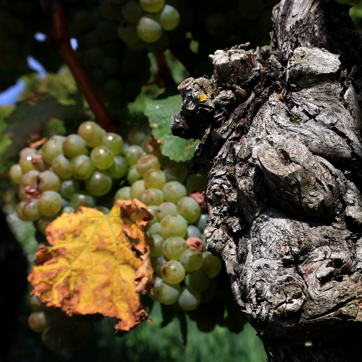 Extreme Wetterlagen wirken sich auf die Weinlese für den Jahrgang 2024 aus. (Archivbild) - Foto: Karl-Josef Hildenbrand/dpa