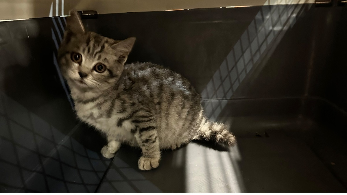 FW-M: Nur einen Katzensprung entfernt (Schwabing) - Foto: presseportal.de