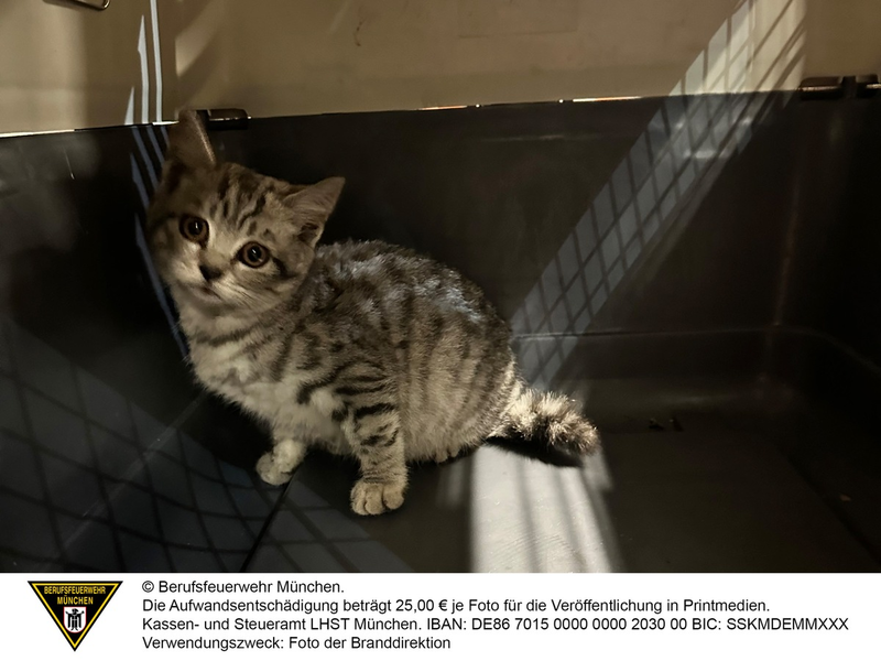 FW-M: Nur einen Katzensprung entfernt (Schwabing) - Foto: presseportal.de