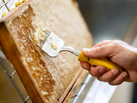 Im Westen und Süden Deutschlands fiel die Honigernte eher schlecht aus. (Archivbild) - Foto: Fabian Sommer/dpa