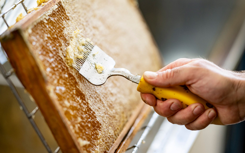 Im Westen und Süden Deutschlands fiel die Honigernte eher schlecht aus. (Archivbild) - Foto: Fabian Sommer/dpa