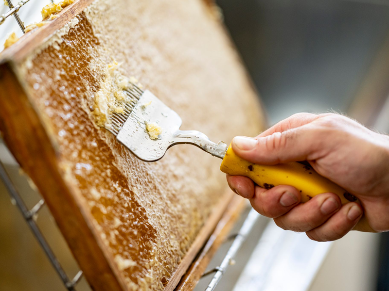 Im Westen und Süden Deutschlands fiel die Honigernte eher schlecht aus. (Archivbild) - Foto: Fabian Sommer/dpa