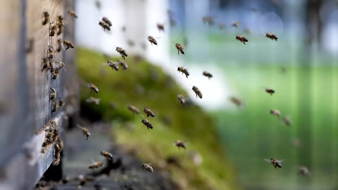 Nur wenn es trocken ist, fliegen die Bienen aus dem Bienenstock. (Archivbild) - Bild: Sven Hoppe/dpa