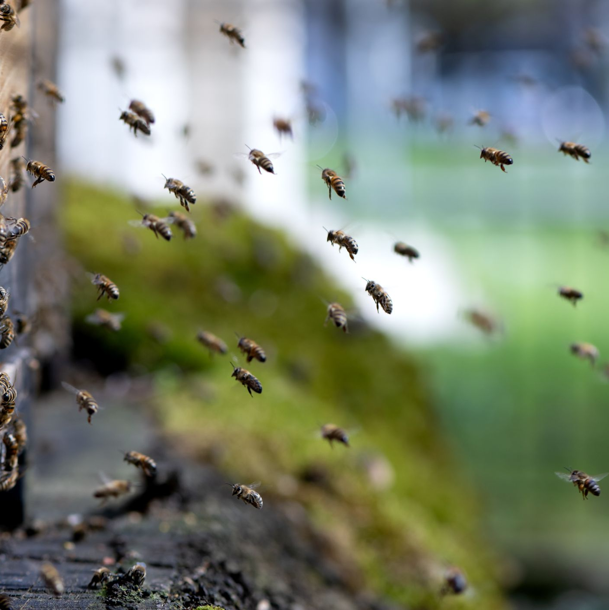 Nur wenn es trocken ist, fliegen die Bienen aus dem Bienenstock. (Archivbild) - Foto: Sven Hoppe/dpa