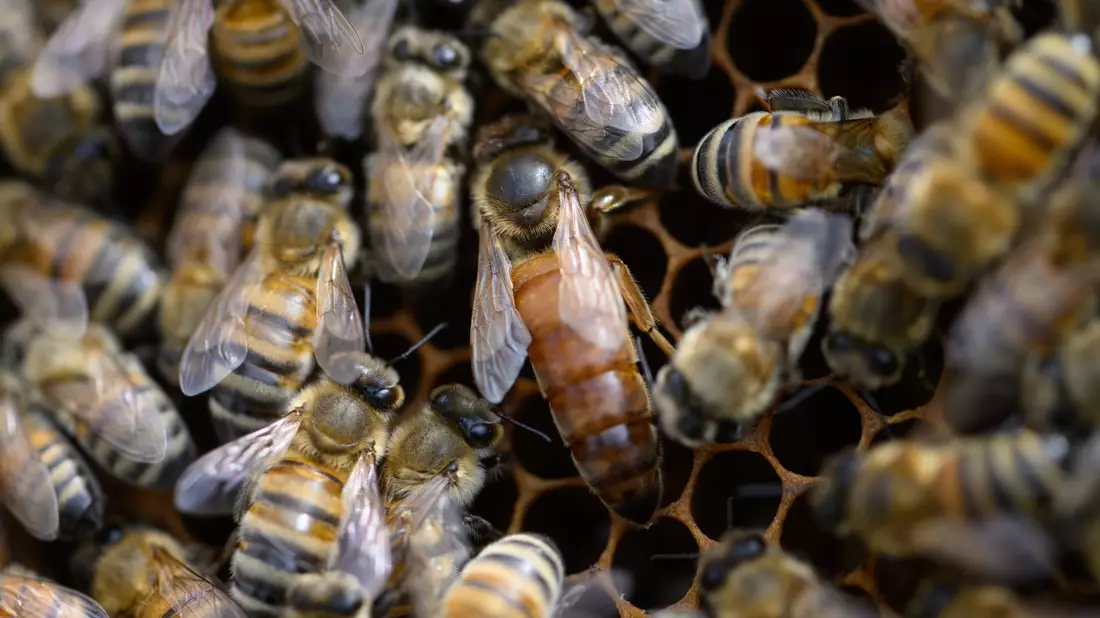 Den Zementhonig können die Bienen nicht verdauen. (Archivbild) - Bild: Robert Michael/dpa