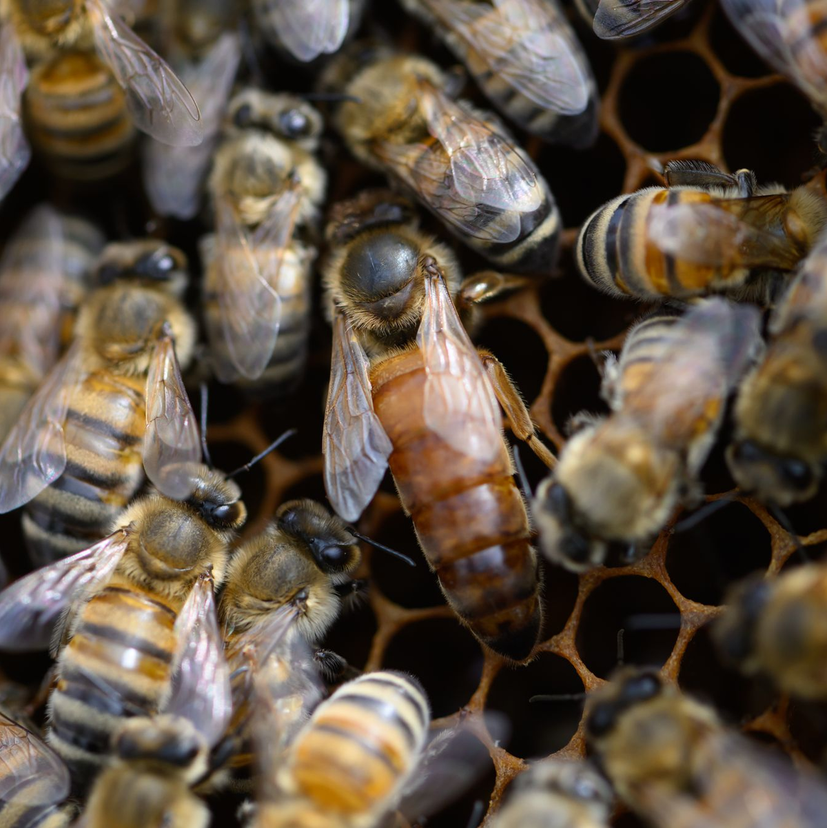 Den Zementhonig können die Bienen nicht verdauen. (Archivbild) - Foto: Robert Michael/dpa