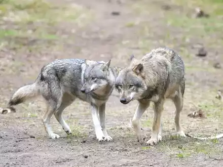 Die EU-Länder haben die Änderung des Schutzstatus des Wolfes angenommen. (Archivbild) - Foto: Soeren Stache/dpa-Zentralbild/dpa