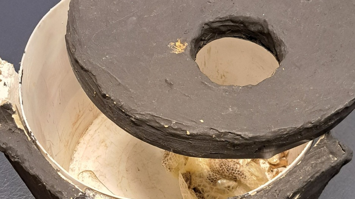 POL-PDTR: Fundstück des Jahres - Finder bringt Königspython zur Polizeiinspektion Schweich - Foto: presseportal.de