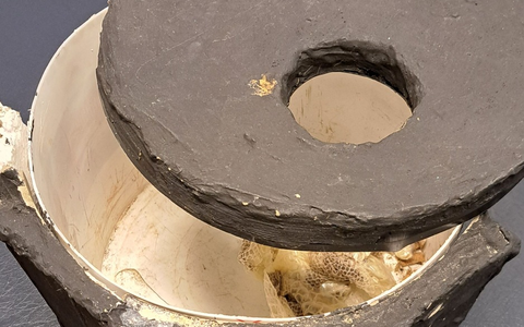 POL-PDTR: Fundstück des Jahres - Finder bringt Königspython zur Polizeiinspektion Schweich - Foto: presseportal.de