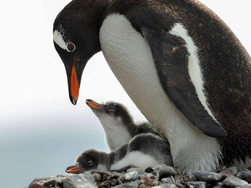 Das Weddellmeer mit seiner dramatischen Landschaft ist auch Ziel für Touristen. - Foto: John Weller/dpa