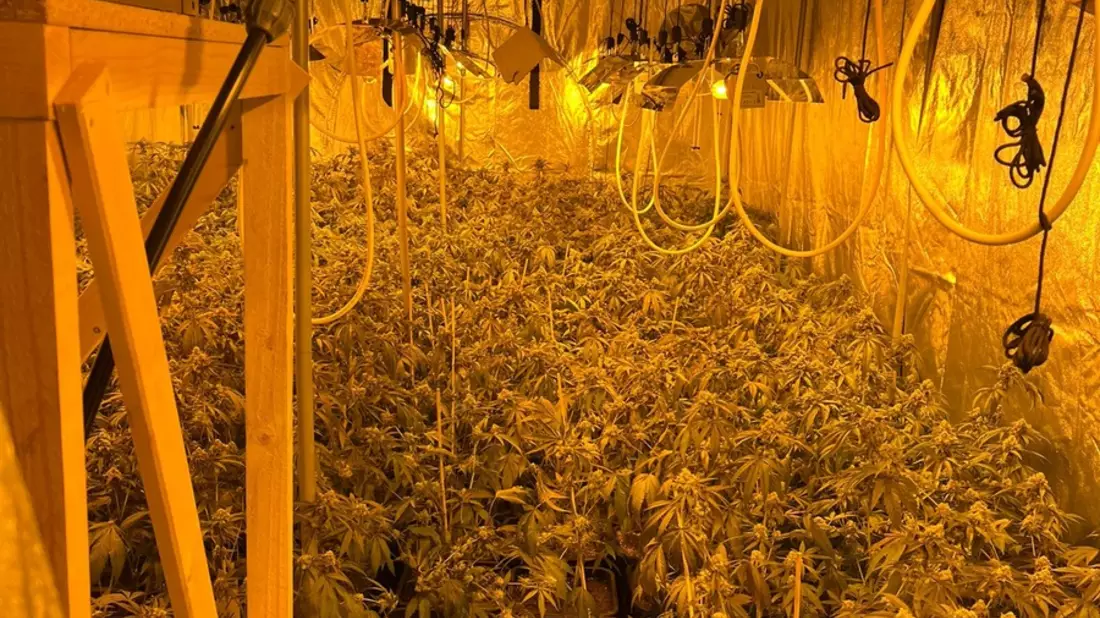 POL-K: 241014-1-K Professionelle Cannabisplantage entdeckt und 600 Pflanzen sichergestellt - zwei Tatverdächtige festgenommen und Kellerräume sowie Privatwohnungen durchsucht - Bild: presseportal.de