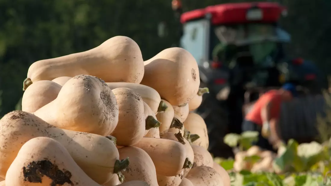 Der Name ist Programm: Die Vorzüge des Butternut-Kürbisses ist sein milder nussigbuttriger Geschmack. - Bild: Klaus-Dietmar Gabbert/dpa-tmn