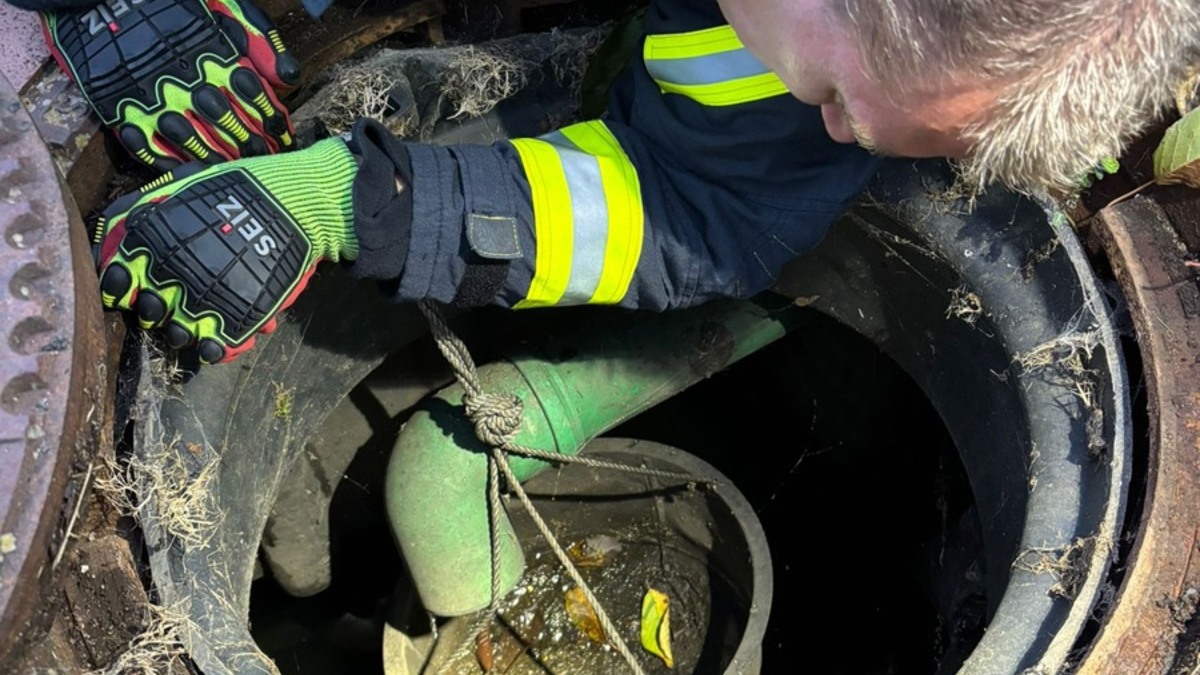 FW Celle: Vogel aus Regenwasserrohr gerettet - Foto: presseportal.de