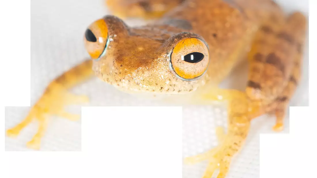 Andere Frösche quaken, diese trillern wie Vögel. - Bild: Mark D. Scherz/University of Copenhagen/dpa