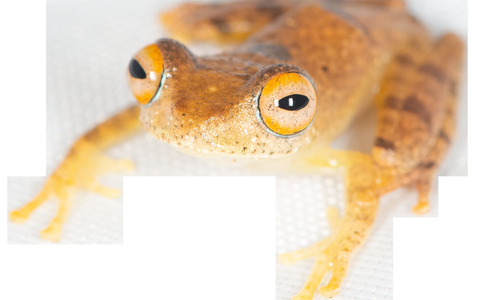 Andere Frösche quaken, diese trillern wie Vögel. - Foto: Mark D. Scherz/University of Copenhagen/dpa