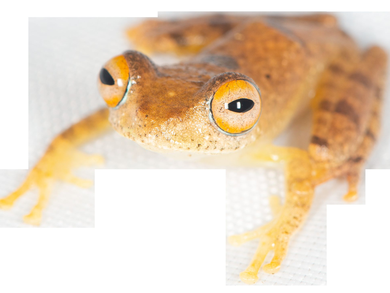 Andere Frösche quaken, diese trillern wie Vögel. - Foto: Mark D. Scherz/University of Copenhagen/dpa