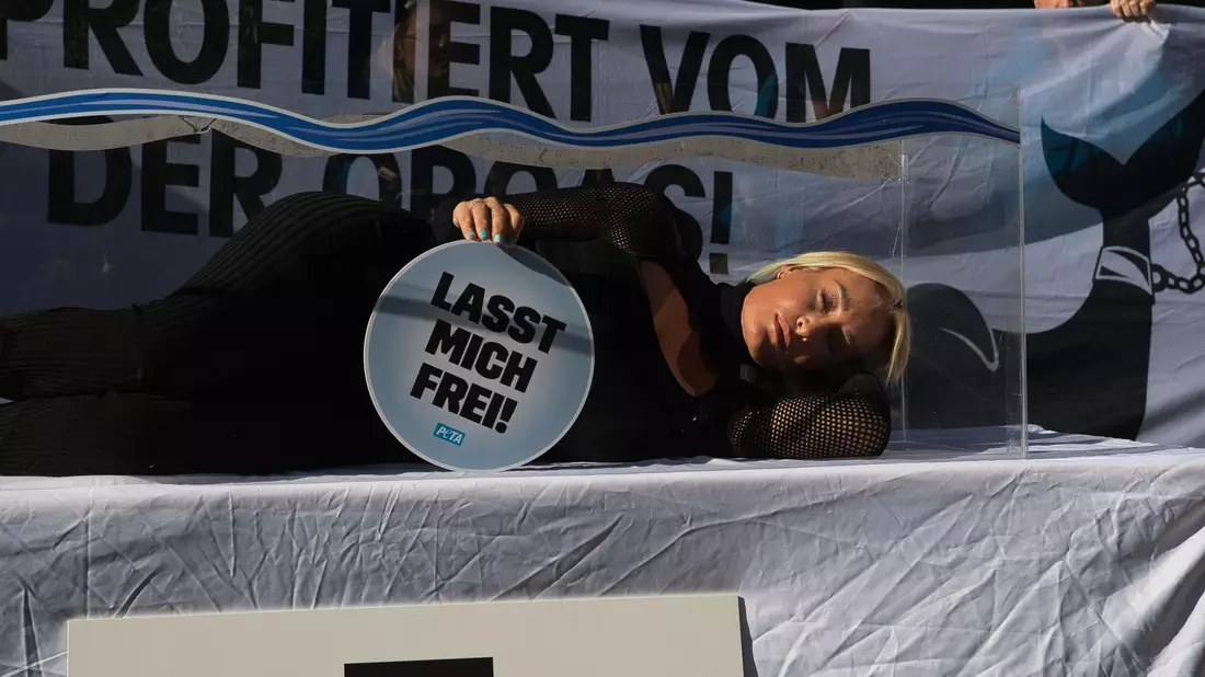 «Es gibt keine artgerechte Haltung für Tiere wie Orca-Wale in Gefangenschaft», sagt Sarah Connor. - Bild: Paul Zinken/dpa