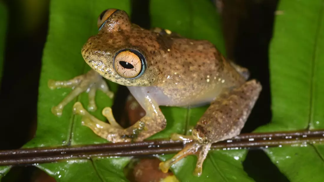 Die Suche nach den neuen Froscharten führte die Forschungsgruppe in abgelegene Wälder. - Bild: Miguel Vences/dpa