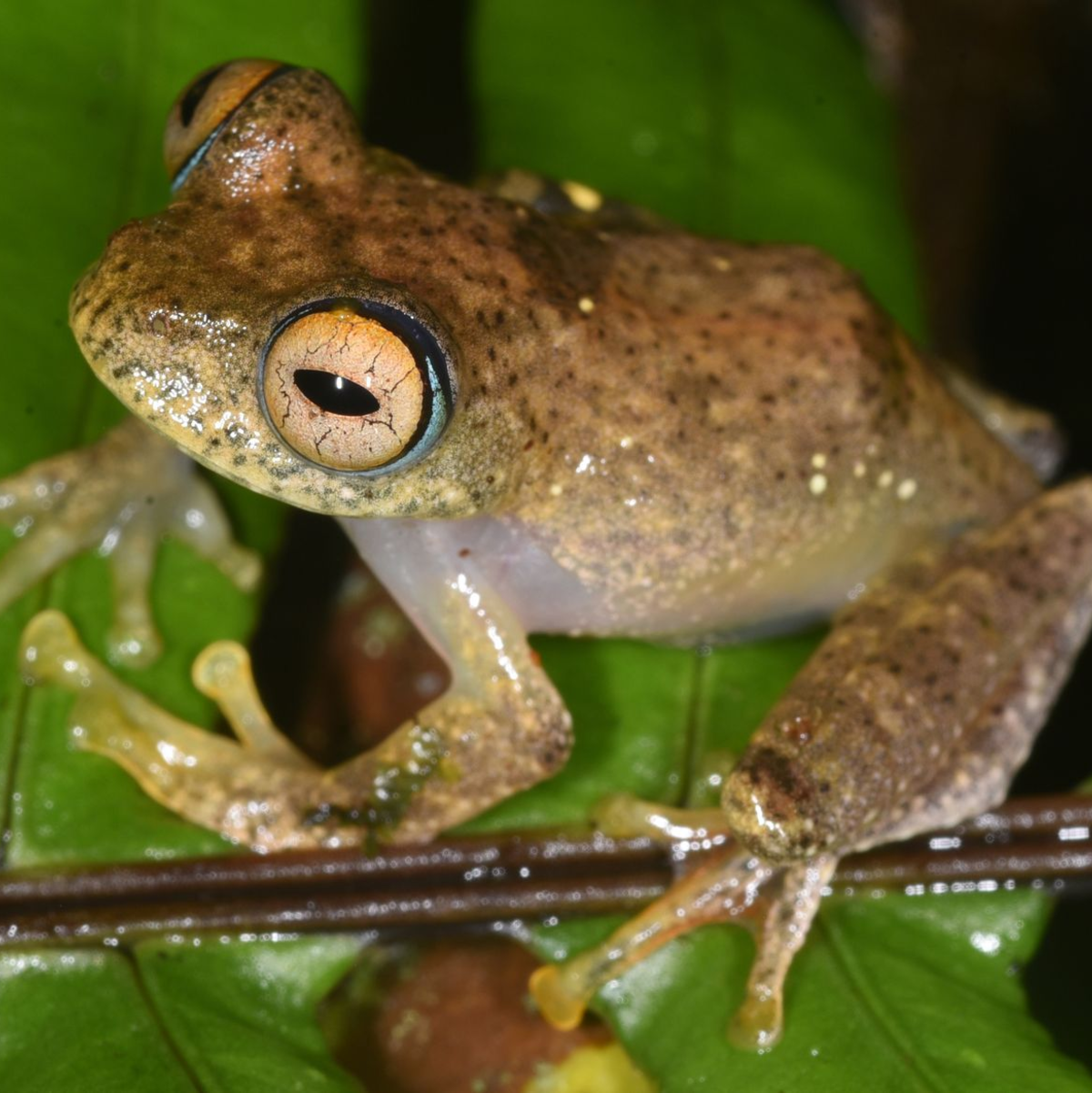 Die Suche nach den neuen Froscharten führte die Forschungsgruppe in abgelegene Wälder. - Foto: Miguel Vences/dpa