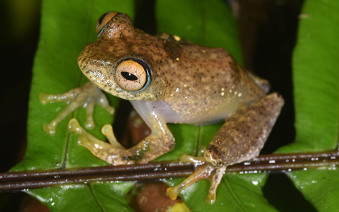 Die Suche nach den neuen Froscharten führte die Forschungsgruppe in abgelegene Wälder. - Foto: Miguel Vences/dpa