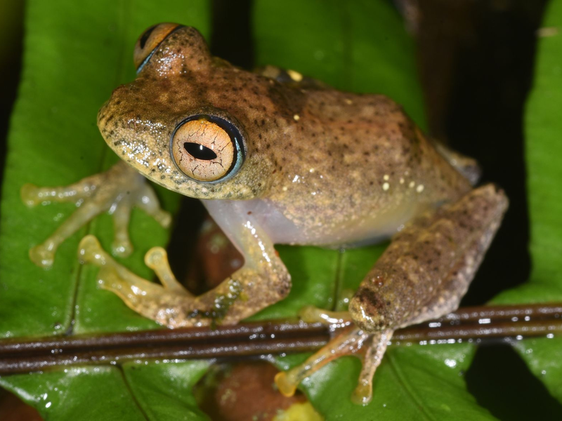 Die Suche nach den neuen Froscharten führte die Forschungsgruppe in abgelegene Wälder. - Foto: Miguel Vences/dpa
