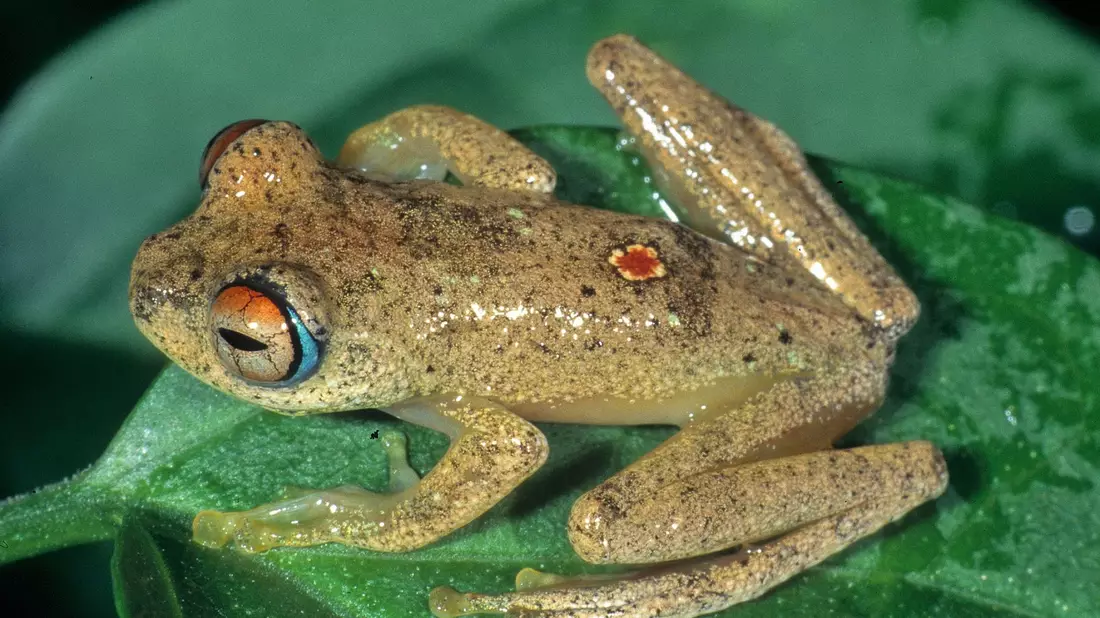 Fans der Science-Fiction-Serie «Star Trek» könnten sich bei den Frosch-Lauten an Geräusche des fiktiven Tricoders erinnert fühlen.  - Bild: Miguel Vences/Frank Glaw/dpa